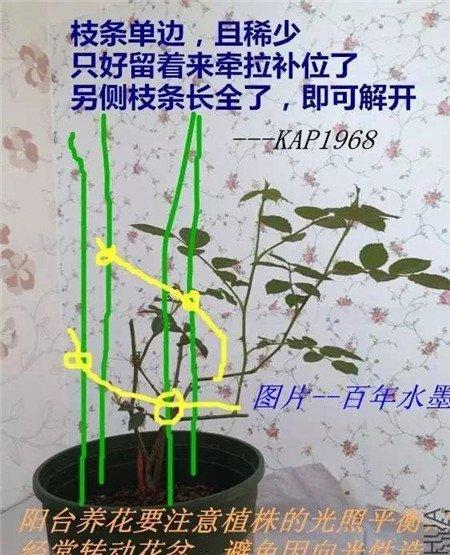 月季 月季