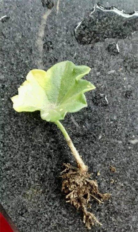 叶片出芽 叶片出芽