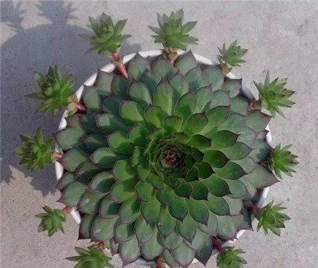 观音莲