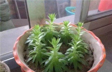 观音莲