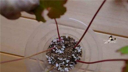 叶片到杯子里 叶片到杯子里