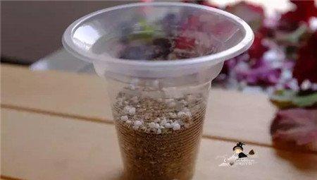 杯子 杯子