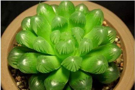 多肉换盆 多肉换盆