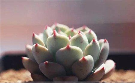 缓释肥 缓释肥