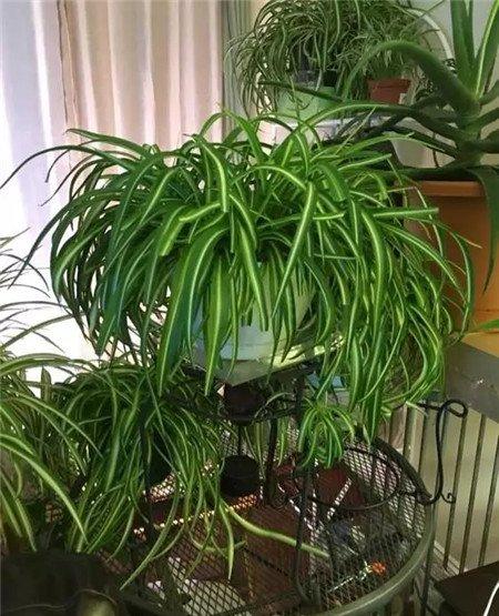 换盆次数 换盆次数