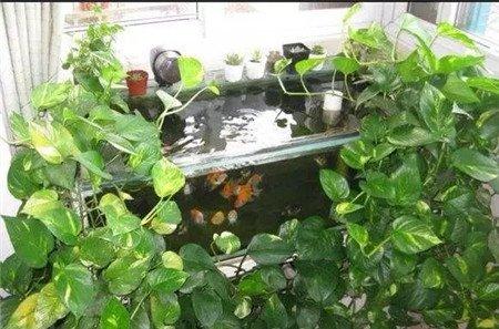施肥次数 施肥次数