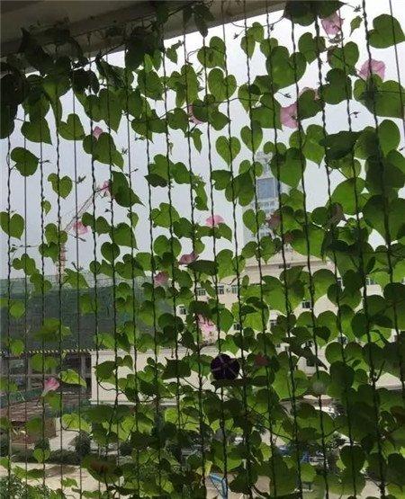 牵牛花窗帘的制作与欣赏