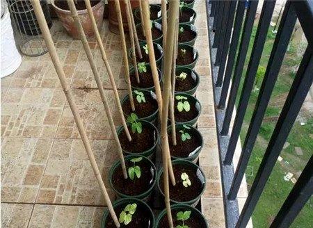 牵牛花
