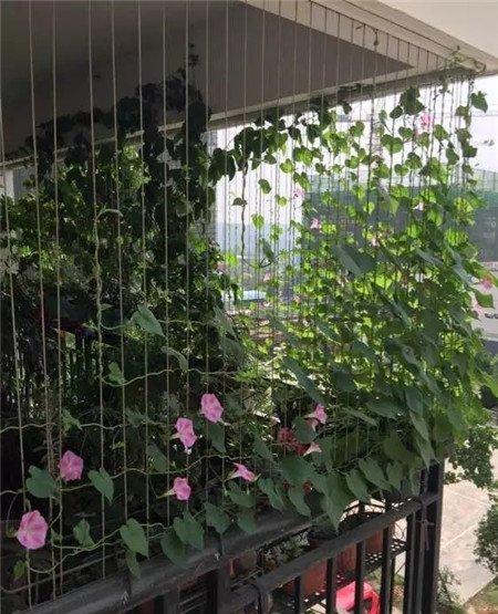牵牛花窗帘的制作与欣赏