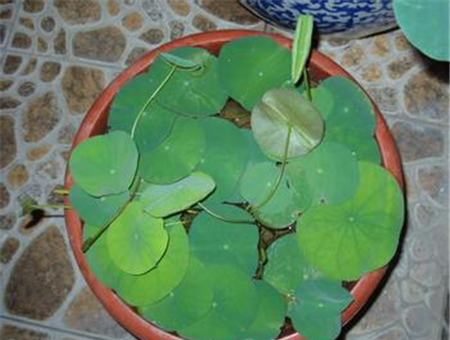 水分要求 水分要求