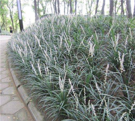 多余的麦冬草分株苗的处理