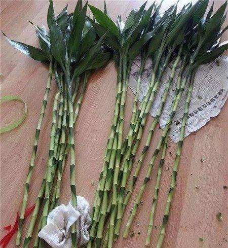 砍掉根系