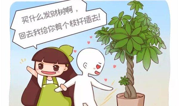 发财树幸福树……那么贵别买了，剪根枝就能活
