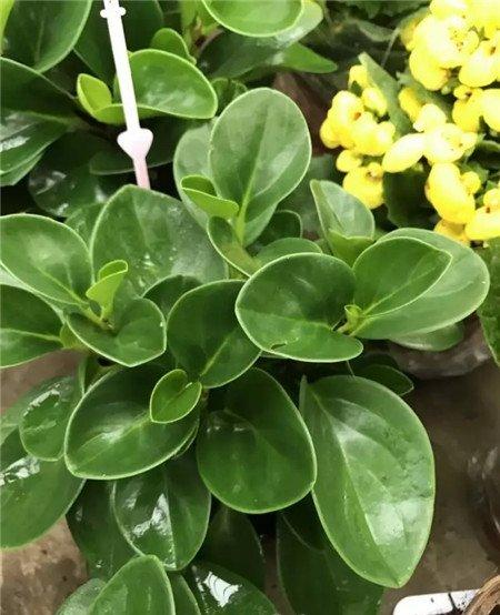 豆饼水 豆饼水