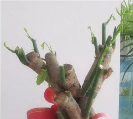 修剪之后 修剪之后