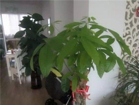 发财树枝繁叶茂 发财树枝繁叶茂
