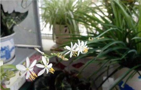 吊兰 吊兰