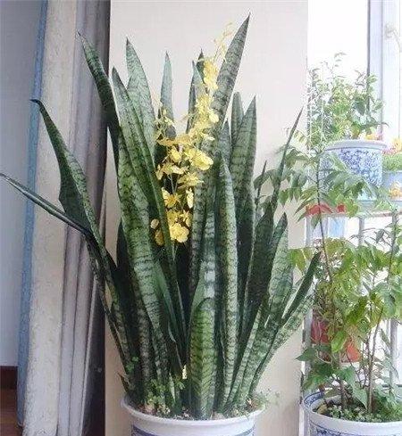 虎皮兰 虎皮兰