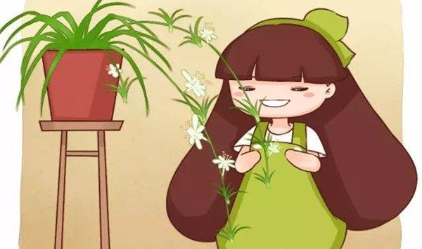 他养的吊兰文竹虎皮兰…年年开花，咋做到的