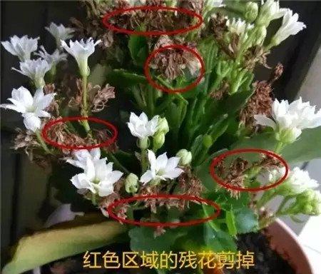 修剪残花 修剪残花