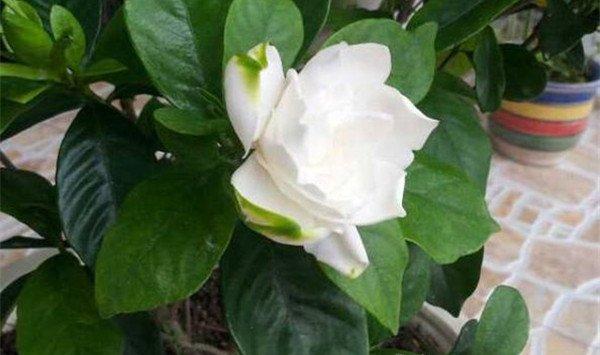 栀子花、长寿花修剪，越长越好