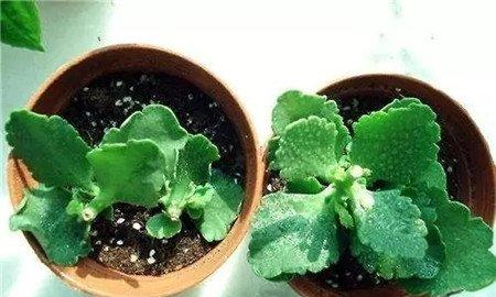 摘心后 摘心后