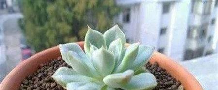 重新生根 重新生根