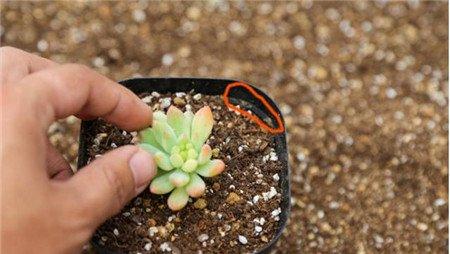种植 种植