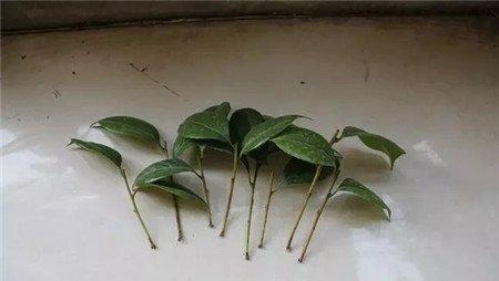 茶花 茶花