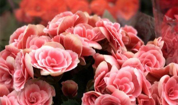 快死的丽格海棠、蟹爪兰、茶花……赶紧这样救