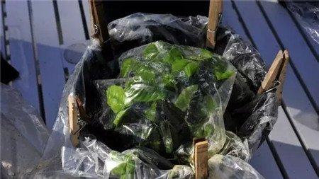 茶花 茶花