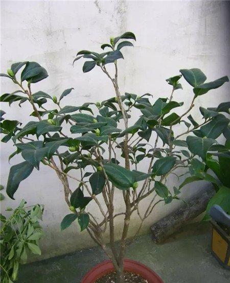 茶花 茶花