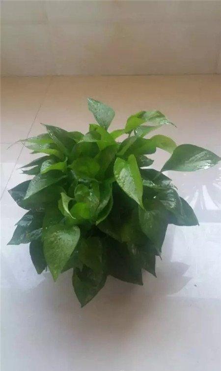 绿萝重新栽植 绿萝重新栽植