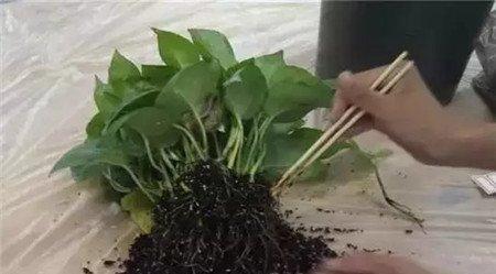 绿萝 绿萝