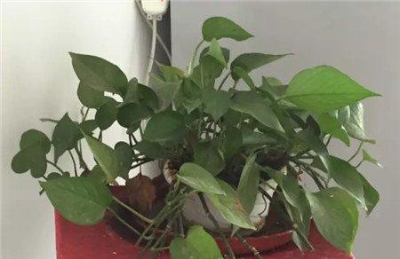绿萝 绿萝