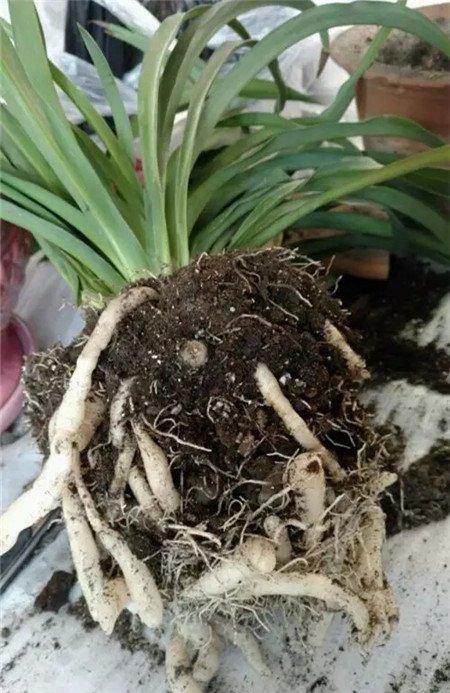 根系腐烂,修剪根系 根系腐烂,修剪根系