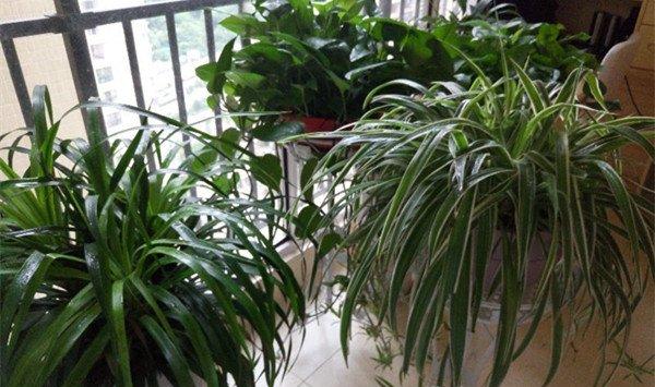 吊兰修剪方法汇集，黄叶、烂根都不怕