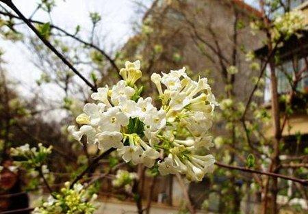 香荚蒾整地
