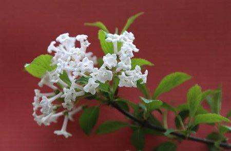 香荚蒾收种