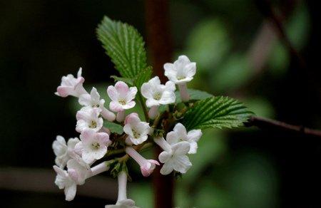香荚蒾种植