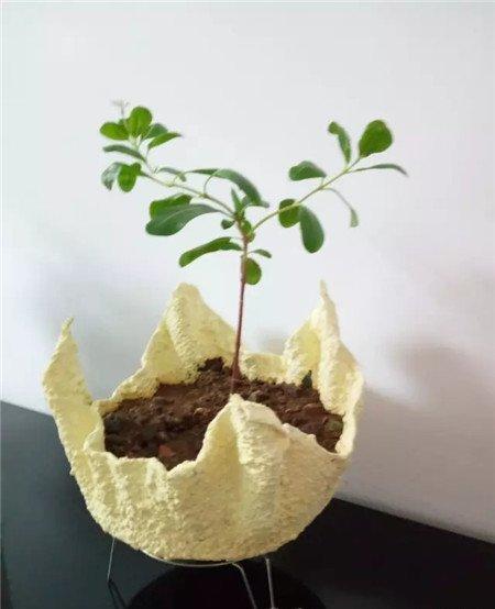 花盆