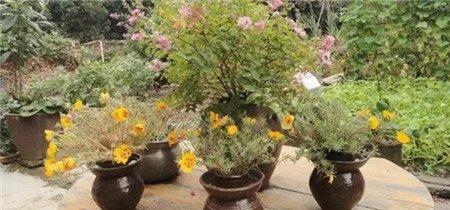 花盆