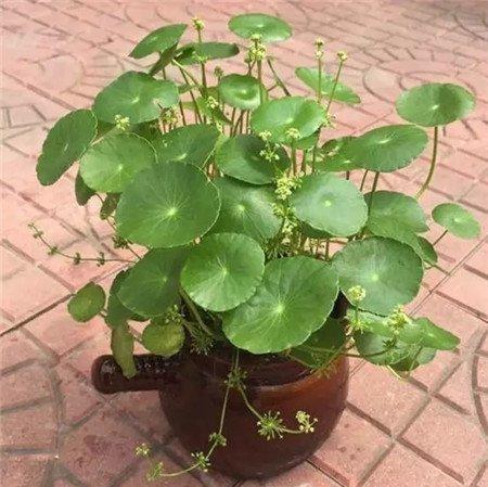 花盆