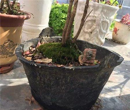 花盆