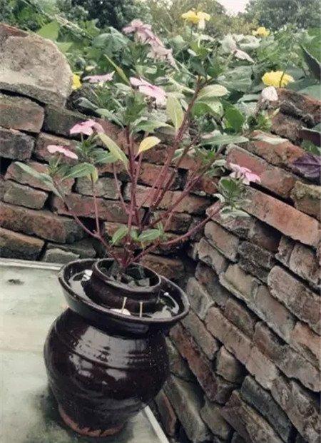 花盆