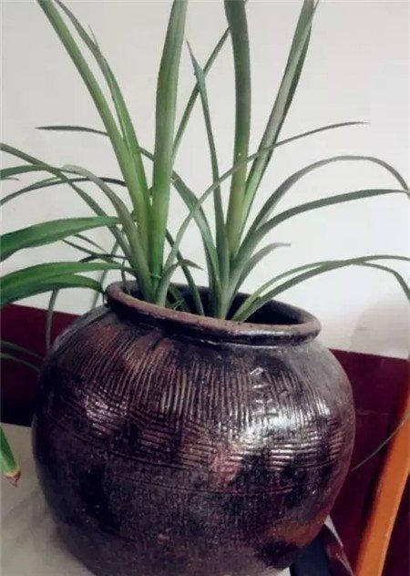 花盆