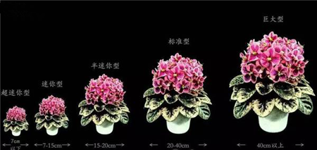 莲座 莲座