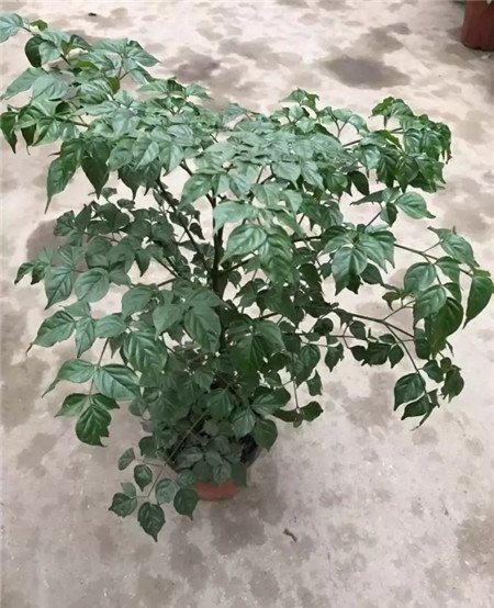 掉叶子原因:温度过高 掉叶子原因:温度过高