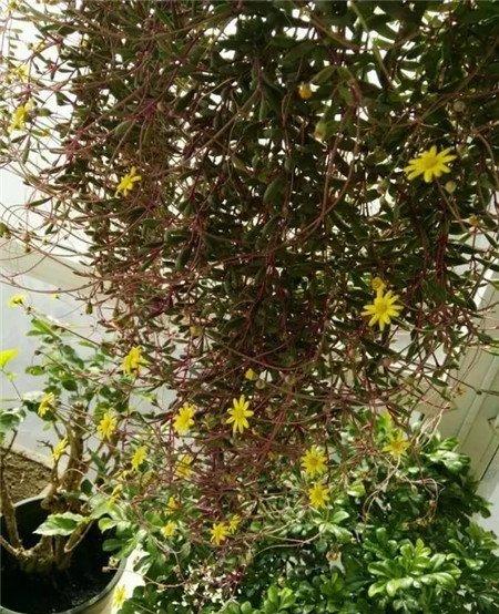紫玄月窗帘 紫玄月窗帘