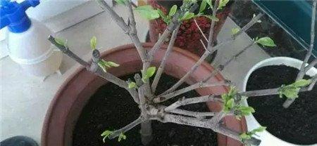 上盆